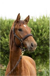 Photo cheval a vendre DELANCY DE LA GESSE